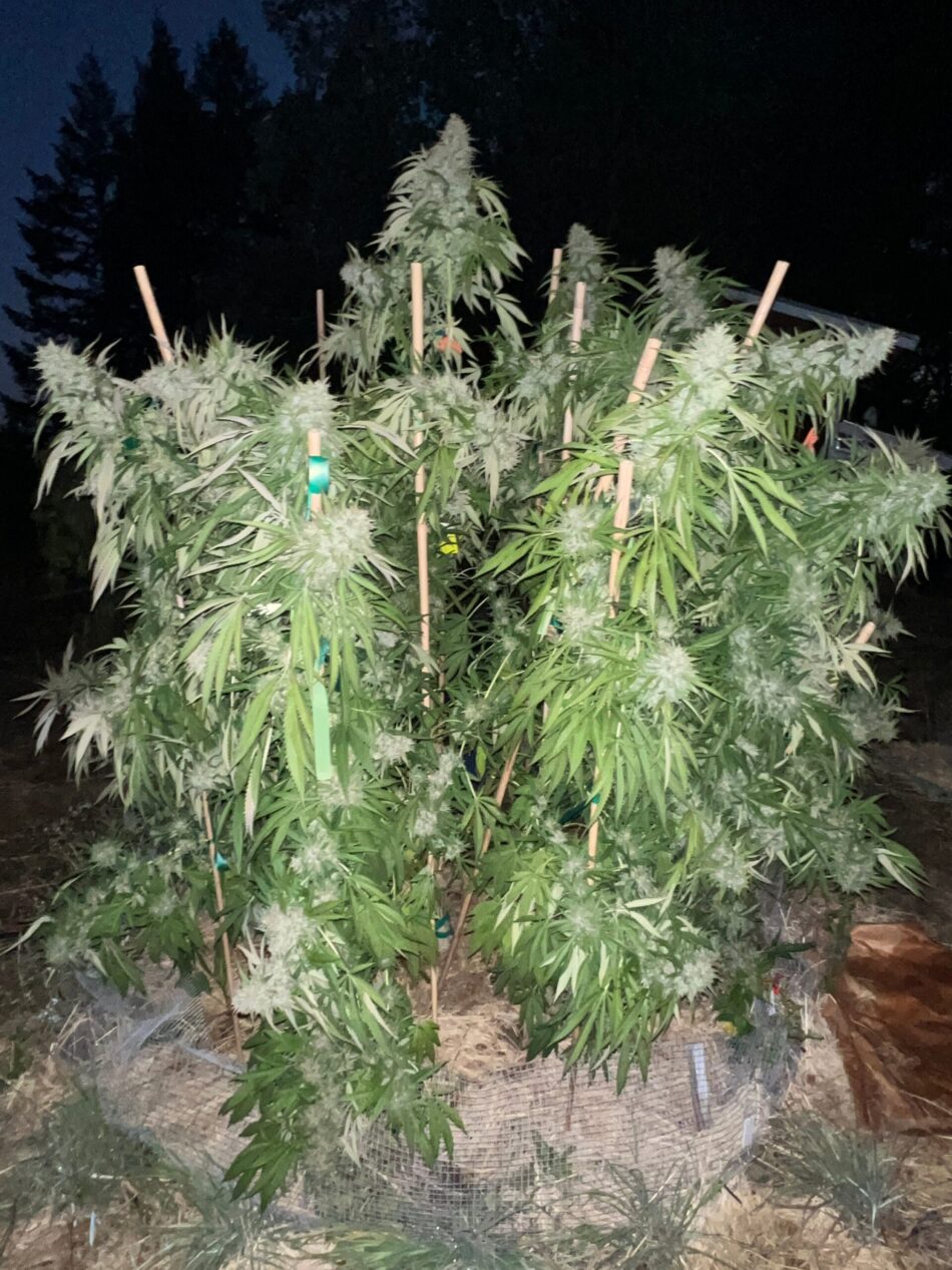 Tomki Goo cannabis strain