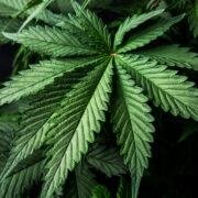 leaf cannabis marijuana