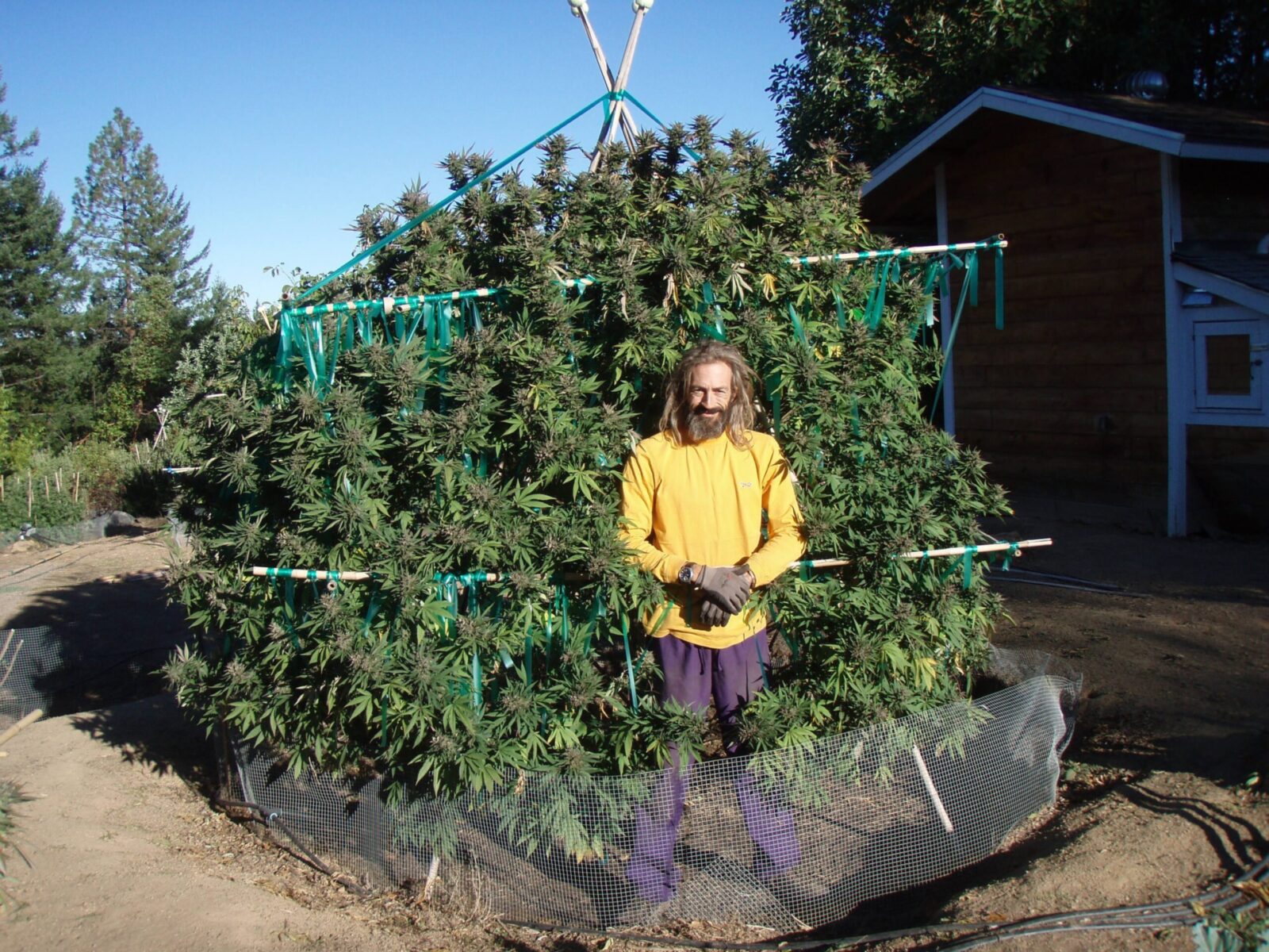 David Silverstone with cannabis harvest