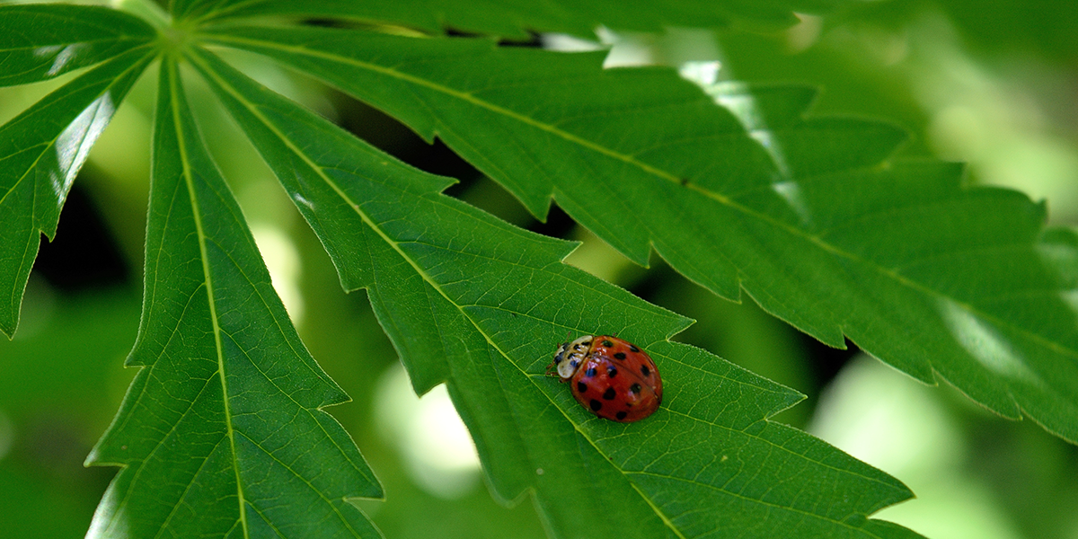 Ladybug on cannabis leaf