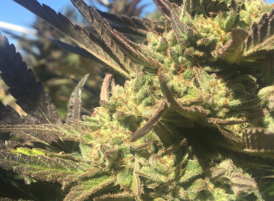 Goldendragon pheno winner emerald cup 2016