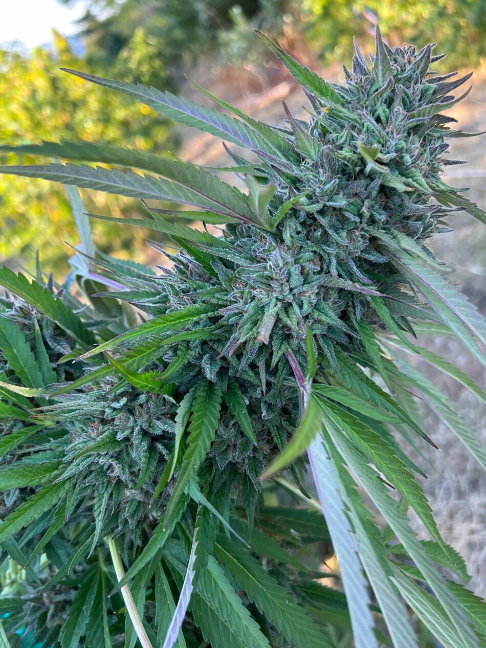Purple mountain goo pheno