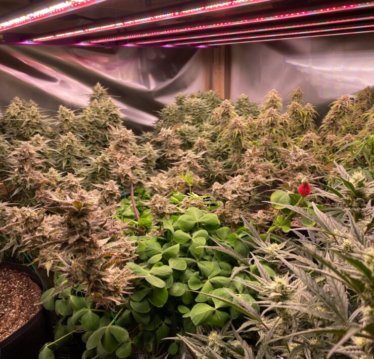 Global-marijuana-culture-business-Image-of-grow-room