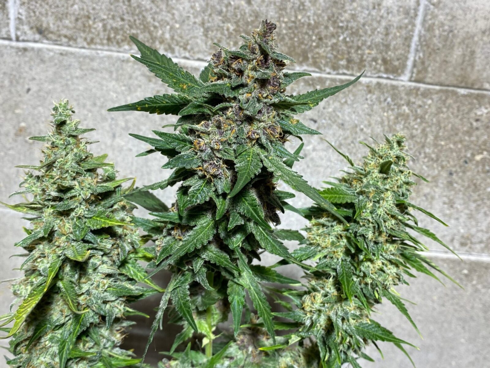 marijuana-strain-report-green-buds