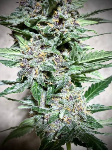 marijuana-stain-report-green-bud