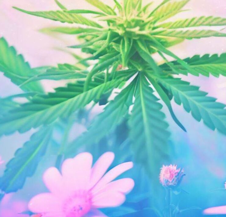 cannabis world news consumer education