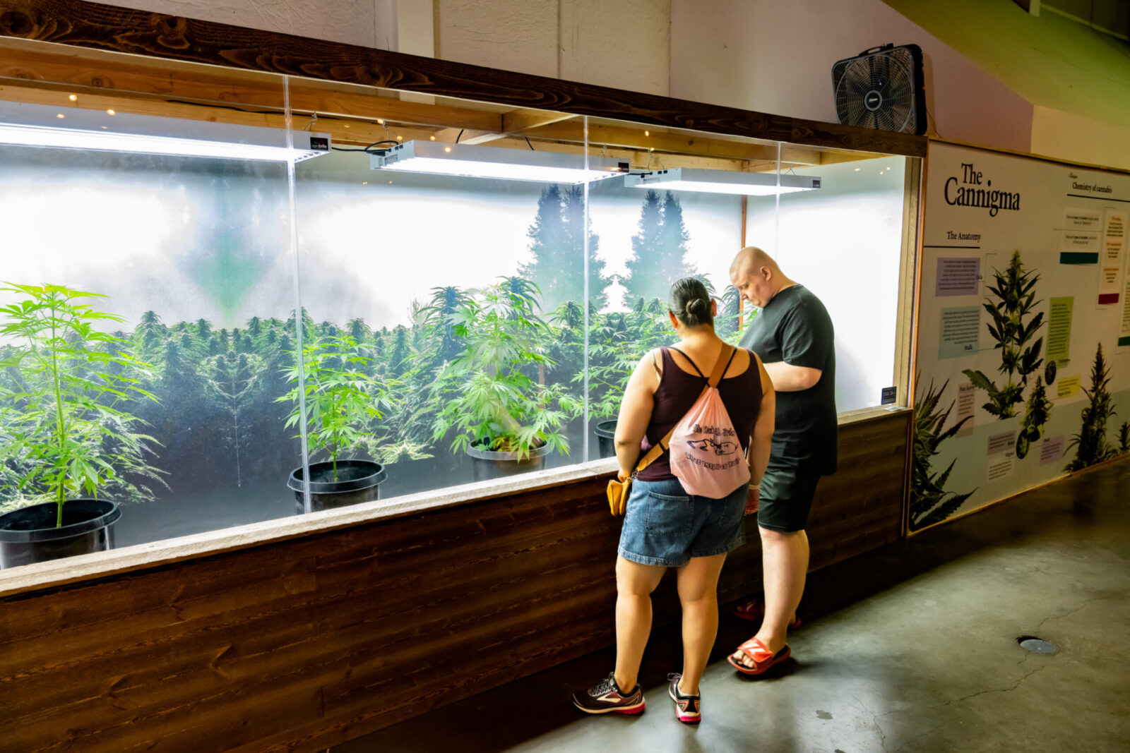 cannabis world news competitions couple in front of display case with live cannabis plants