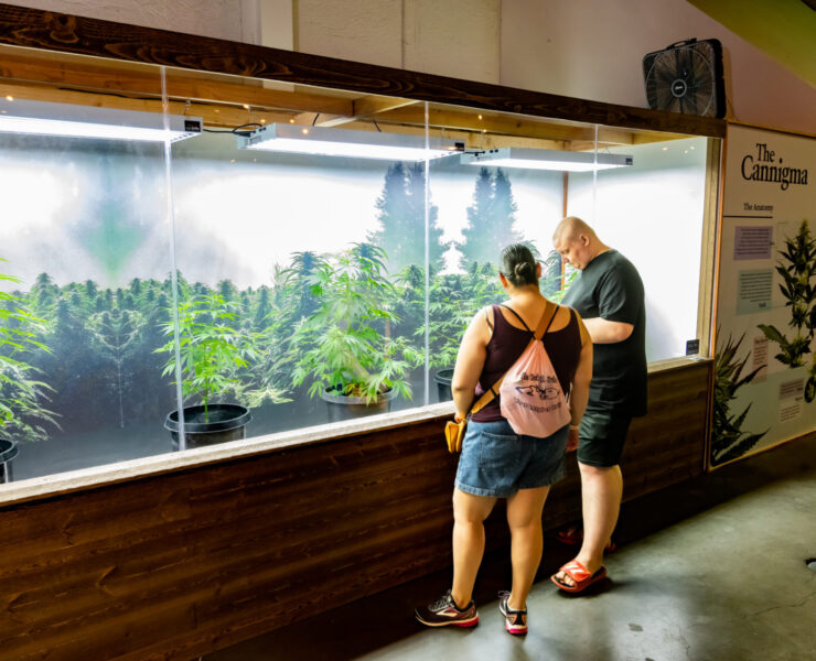 cannabis world news competitions couple in front of display case with live cannabis plants