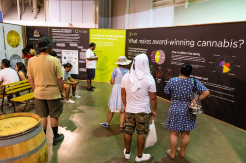 cannabis-world-news-competitions-3 display