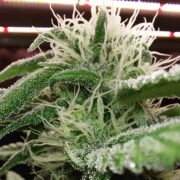 Cannabis world news image of budding cannabis cola