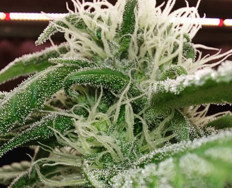 Cannabis world news image of budding cannabis cola