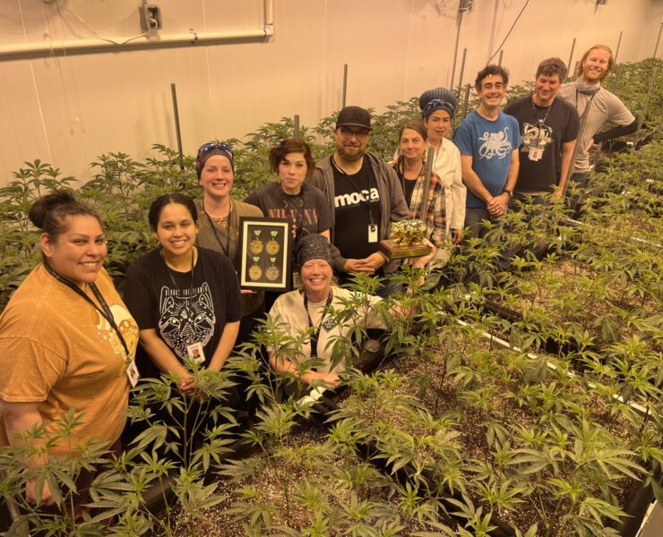 cannabis world news competition cultivation team with rows of cannabis plants