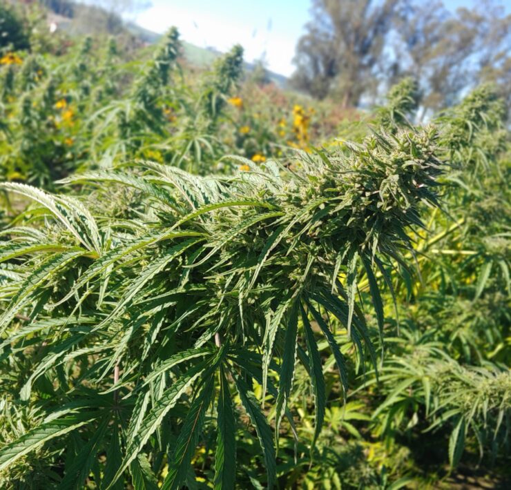 cannabis world news consumer education field of cannabis plants