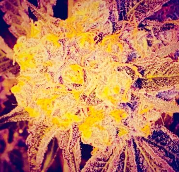cannabis world news interviews commentary