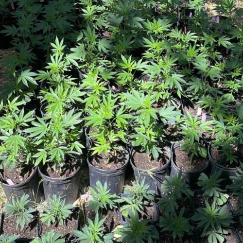 cannabis world news leadership conscious living spirituality many pots of cannabis plants growing in the sunshine