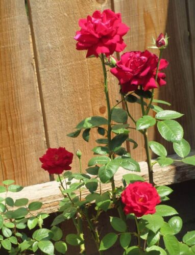 cannabis world news leadership conscious living spirituality roses