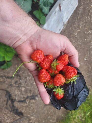 cannabis world news leadership conscious living spirituality handful of strawberries