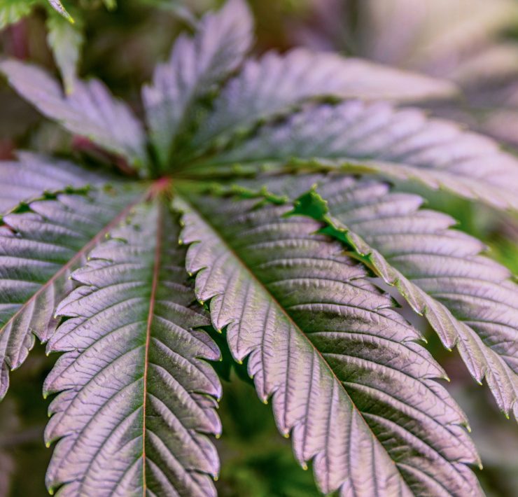 cannabis world news consumer education pot leaf