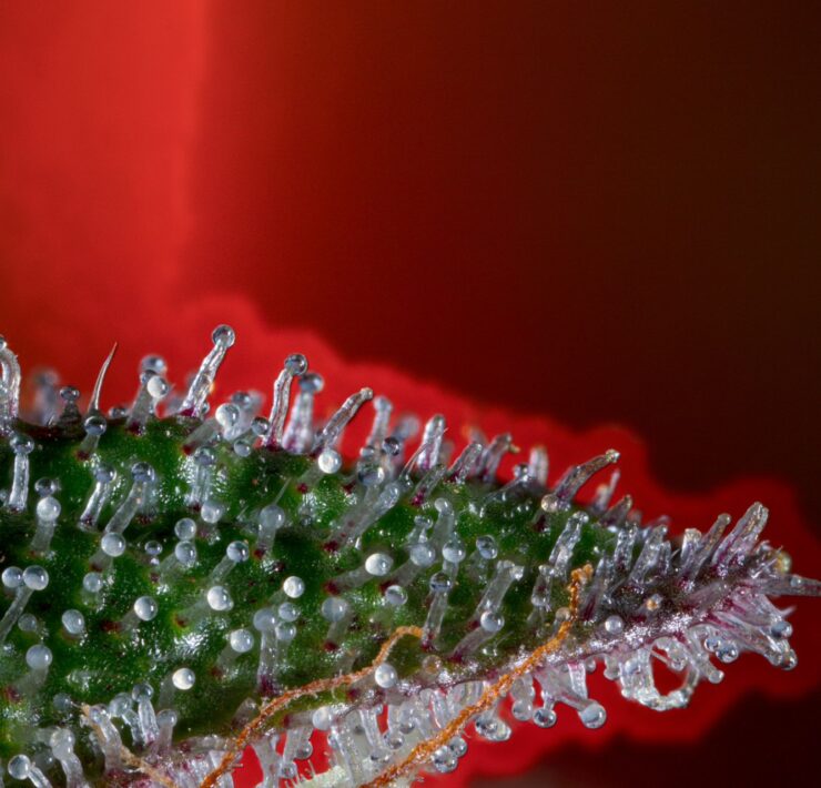 cannabis world news consumer education enlarged image of resin laden pistils on tip of cannabis leaf