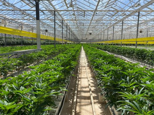 cannabis world news interviews rows of cannabis plants growing in large greenhouse facility