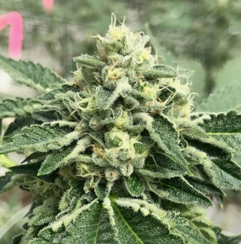 cannabis world news interviews crustal laden top of cannabis plant