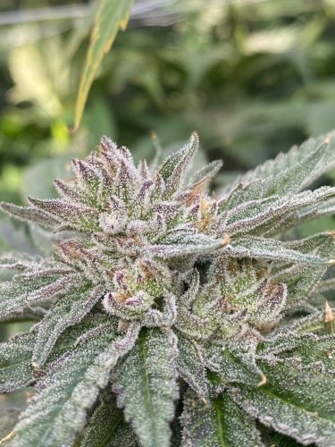 cannabis world news interviews crystal laden top of cannabis plant