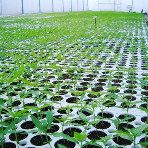 cannabis world news interviews rows of small cannabis plants in white containers inside of outdoor warehouse 