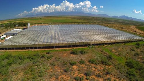 cannabis world news interviews aerial view of giant cannabis cultivation operation 