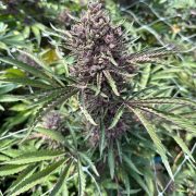 cannabis world news promos strain reports Tropicana Cherry plant growing outside