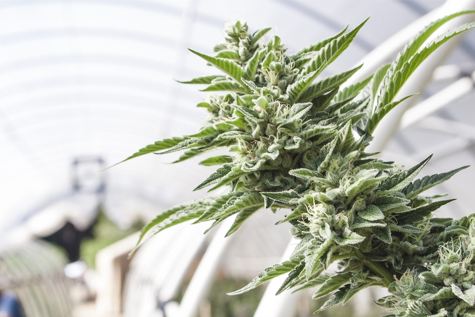 cannabis world news promos strain reports image of budding cannabis plant