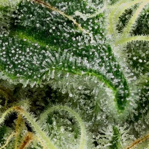  cannabis world news promos strain reports magnified image of cannabis leaf