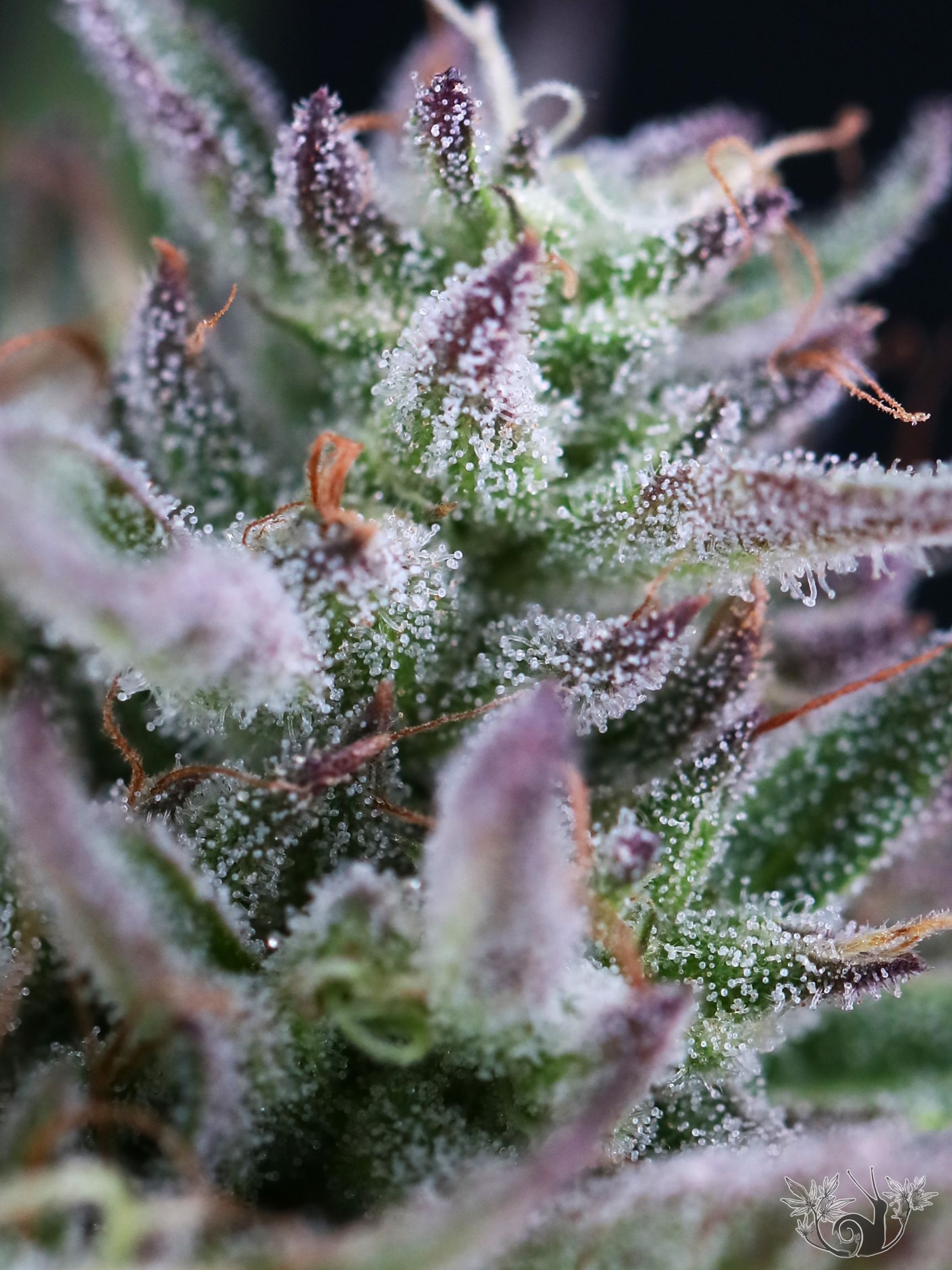 Strain Report: Skunk G-ass | Skunk Global