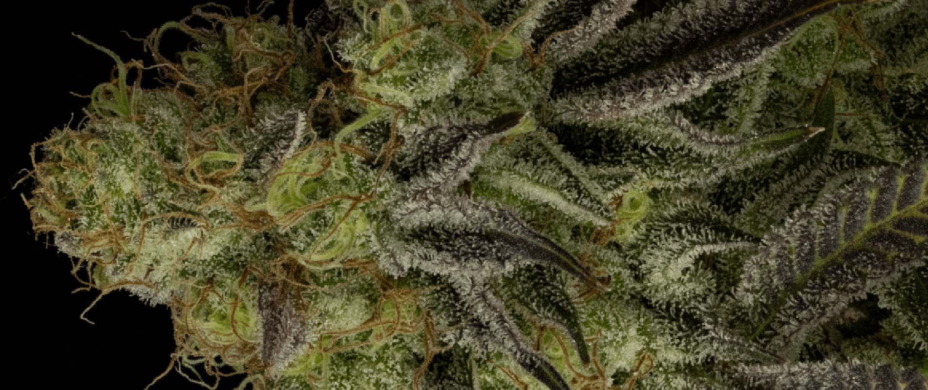 Translating Cannabis Labels | Skunk Global