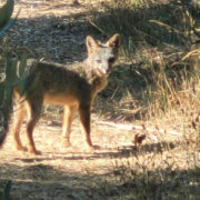 cannabis world news industry business coyote standing on sunlit trail