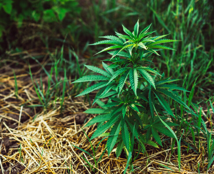 cannabis world news interviews and comentery plant growing on hay