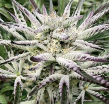 cannabis world news opinion commentary image of cannabis plant