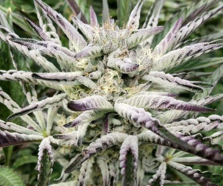 cannabis world news opinion commentary image of cannabis plant