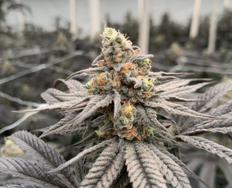 cannabis world news image of colorful cannabis plant top