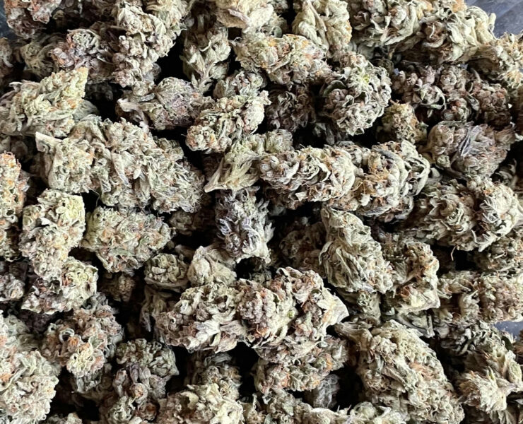 cannabis world news interviews commentary image of cannabis buds