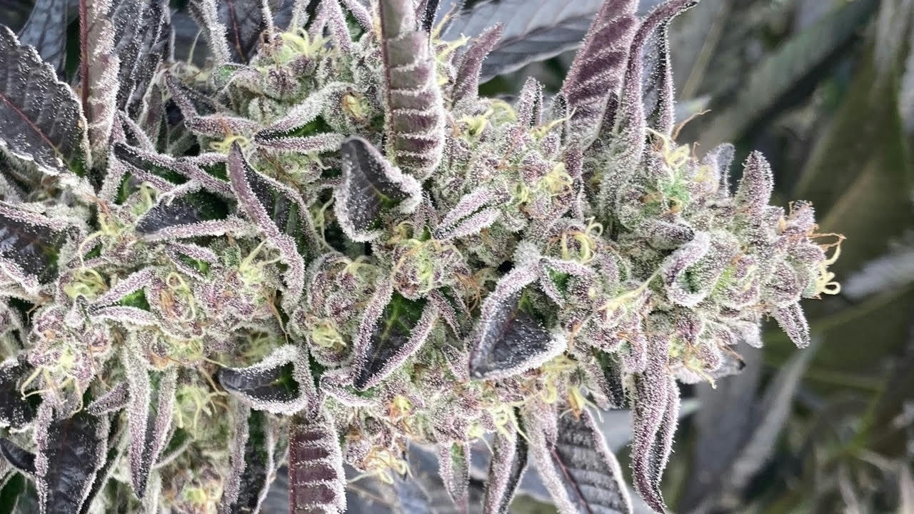 cannabis world news interviews commentary magnified image of cannabis buds