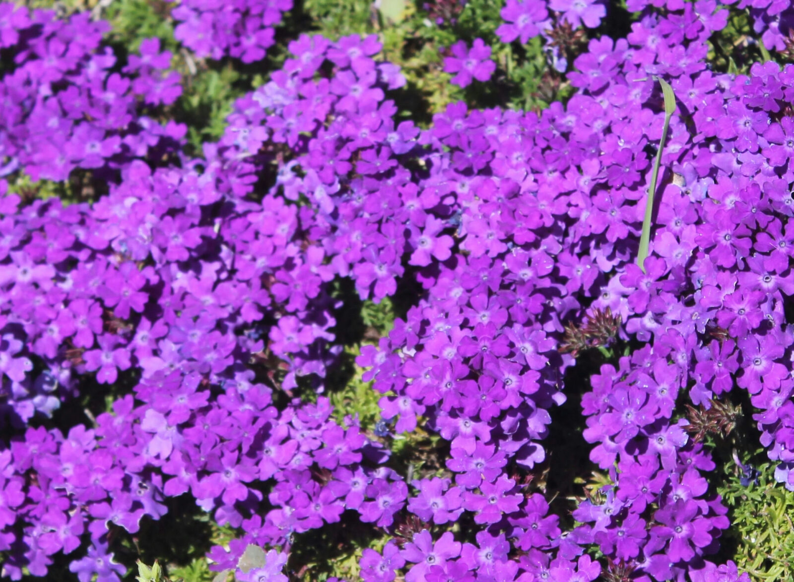 cannabis world news opinion commentary purple flowers
