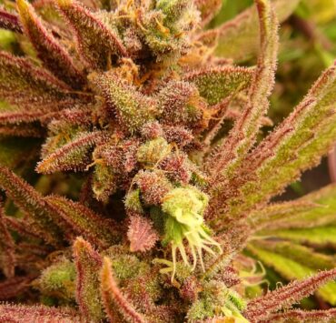 cannabis world news strain reports image of orangish cannabis bud