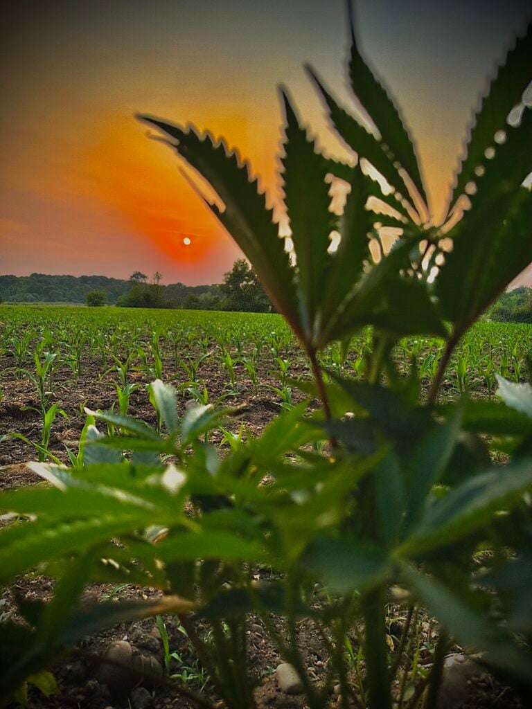 cannabis world news sunset on field of cannabis 