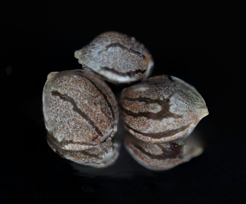 cannabis world news three cannabis seeds