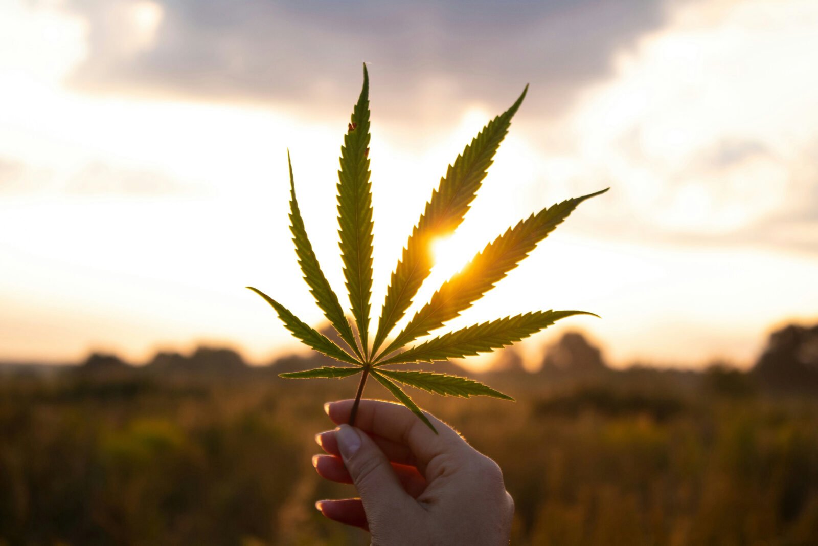 cannabis world news hand holding cannabis leaf against the sun