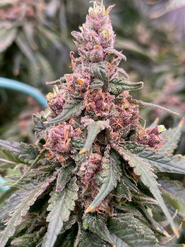 cannabis world news image of skunk bud