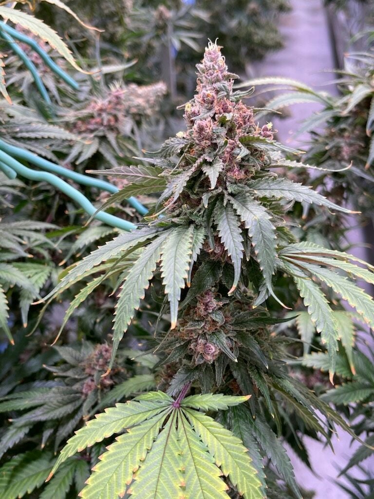 cannabis world news skunk bud