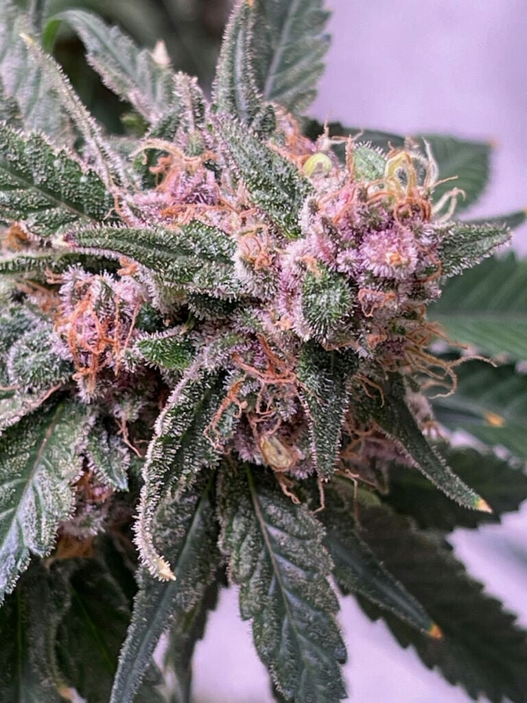 cannabis world news skunk bud