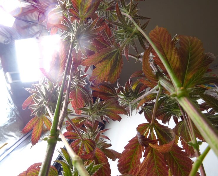cannabis world news image of reddish brown cannabis plant