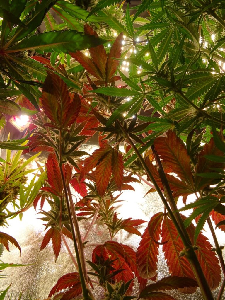 cannabis world news Kamalata Red plant with reddish leaves 